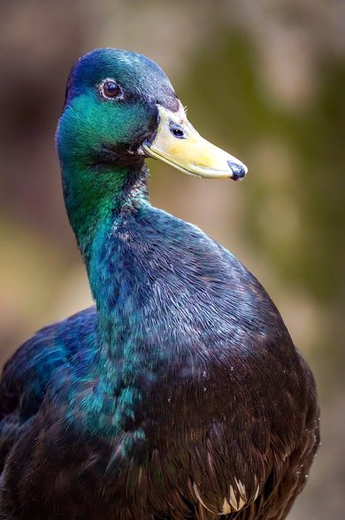 맞춤 제작 - 이미지