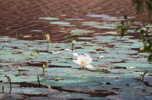 문화 삼각형 스리랑카 고대 도시 - 이미지