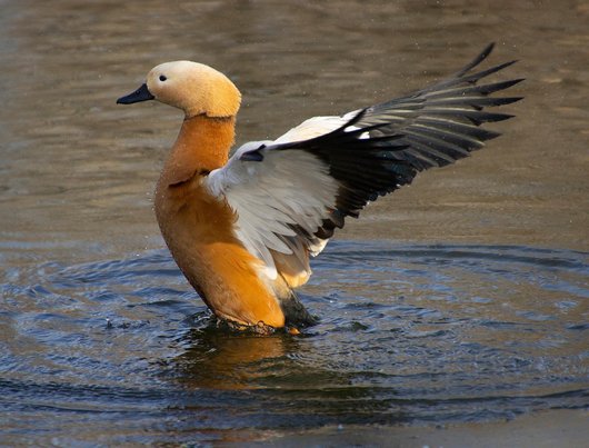 미루기 - 이미지