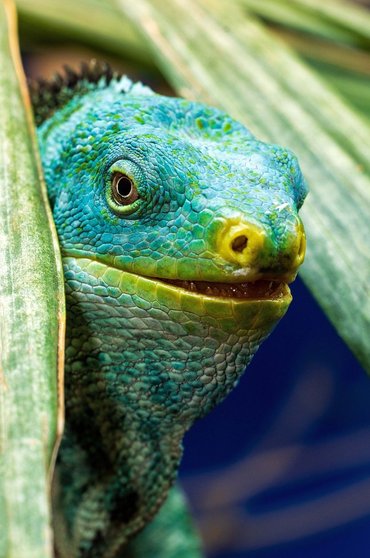 비티 레부 피지 제도 - 이미지