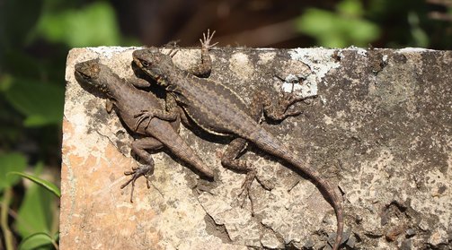 아르헨티나 이과수 폭포 - 이미지