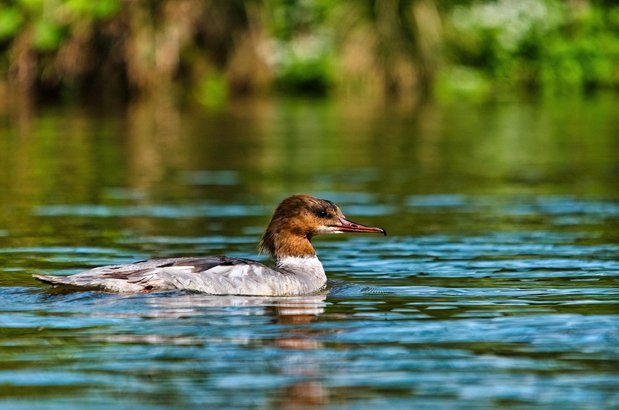 액면병합 - 이미지