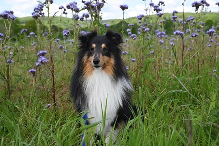 엑셀 가계부 - 이미지