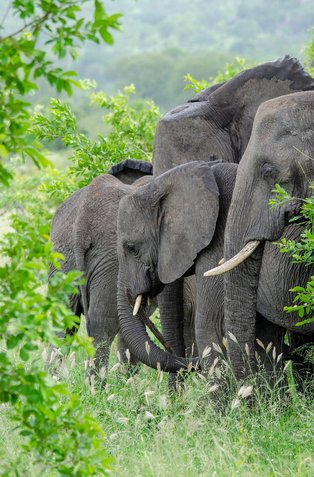 음푸말랑가 크루거 국립공원 - 이미지