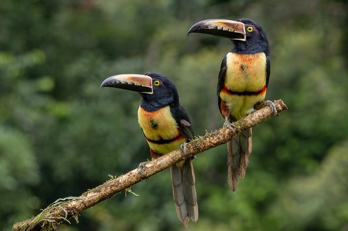 케언즈 쿠란다 열대우림 - 이미지