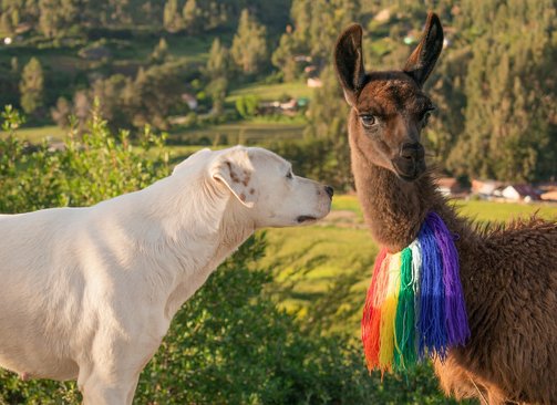 쿠스코 삭사이와만 - 이미지