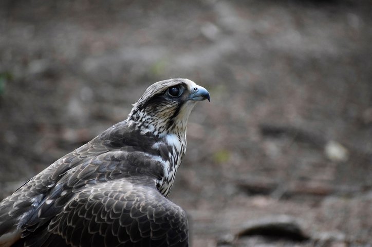 파일 정리 - 이미지