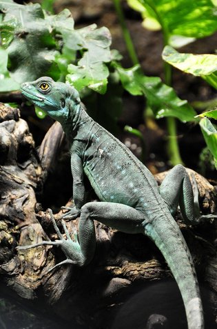 P2P리스크 - 이미지