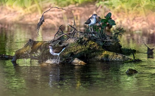 갑상선 - 이미지