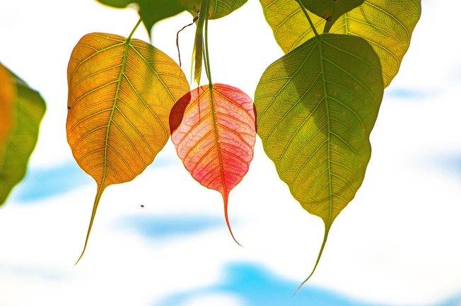 꿈 실현 - 이미지