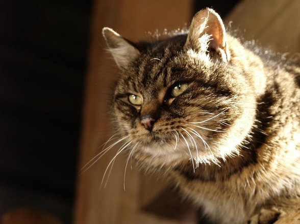 눈피로 - 이미지