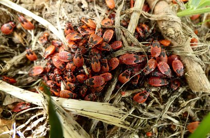 눈피로 - 이미지