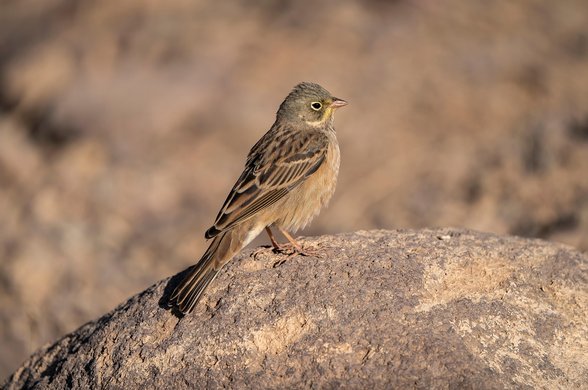 레버리지 - 이미지
