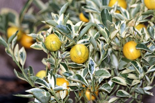 설득력 - 이미지