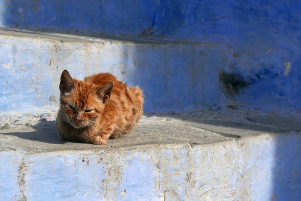 쉐프샤우엔 - 이미지