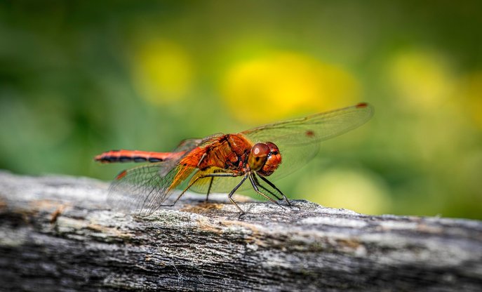 시터 알바 - 이미지