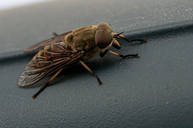 심야 대리 - 이미지