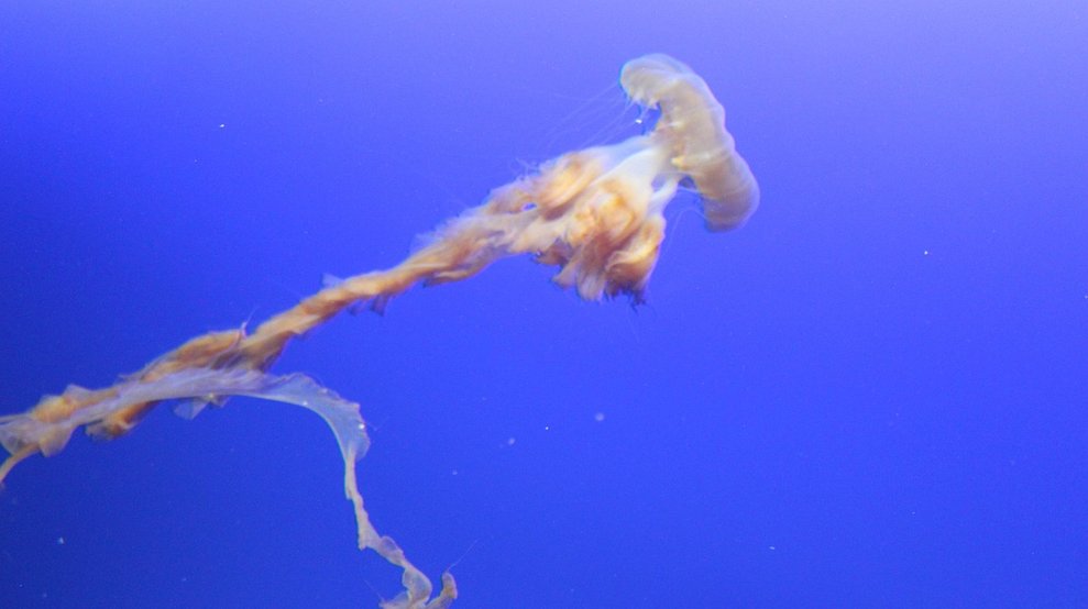 싱가포르 센토사 섬 - 이미지