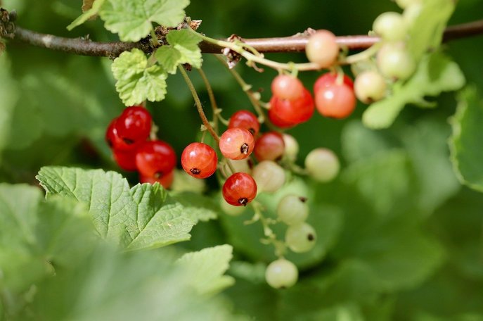 워런트 - 이미지