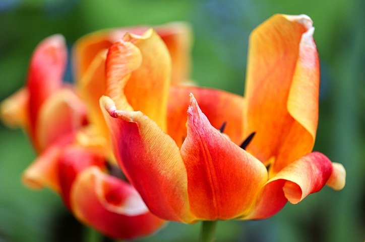 정원가꾸기 - 이미지