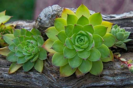 집안일 대행 - 이미지