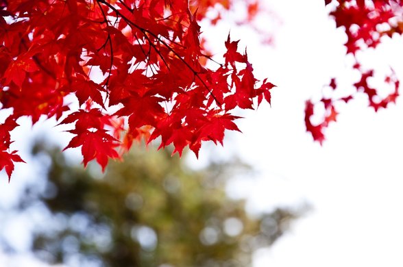 춘천 남이섬 - 이미지