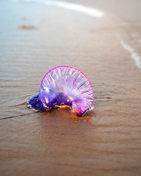 코롤 젤리피쉬 호수 - 이미지