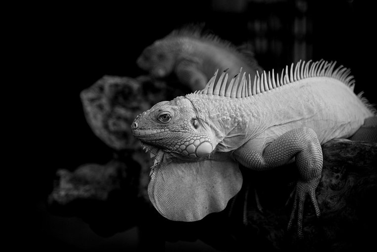 코모도 코모도 국립공원 - 이미지