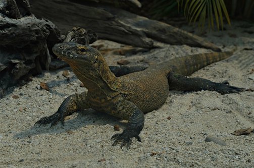 코모도 코모도 국립공원 - 이미지