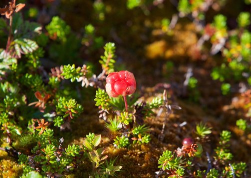 크라우드 웍스 - 이미지