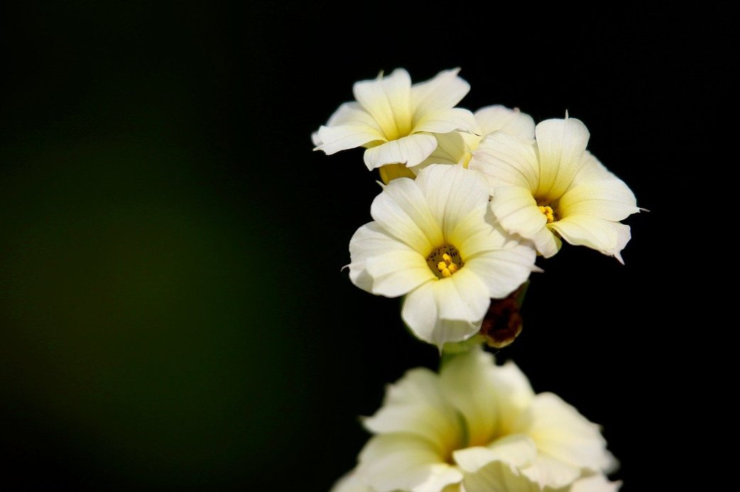 키움증권 - 이미지