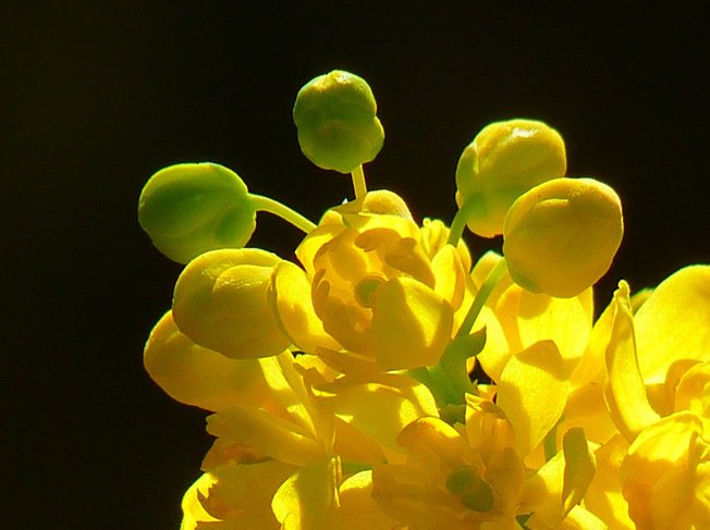 호니아라 가달카날 - 이미지