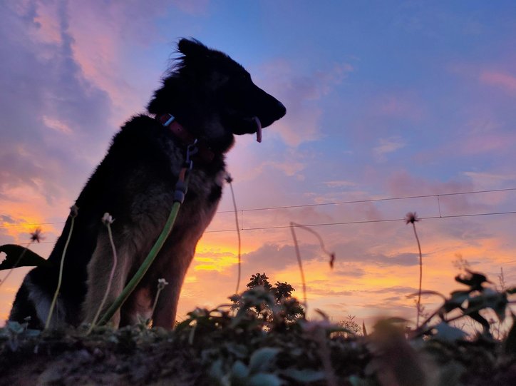 MMF장단점 - 이미지