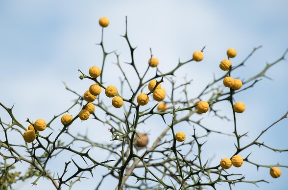 가시고기 - 이미지