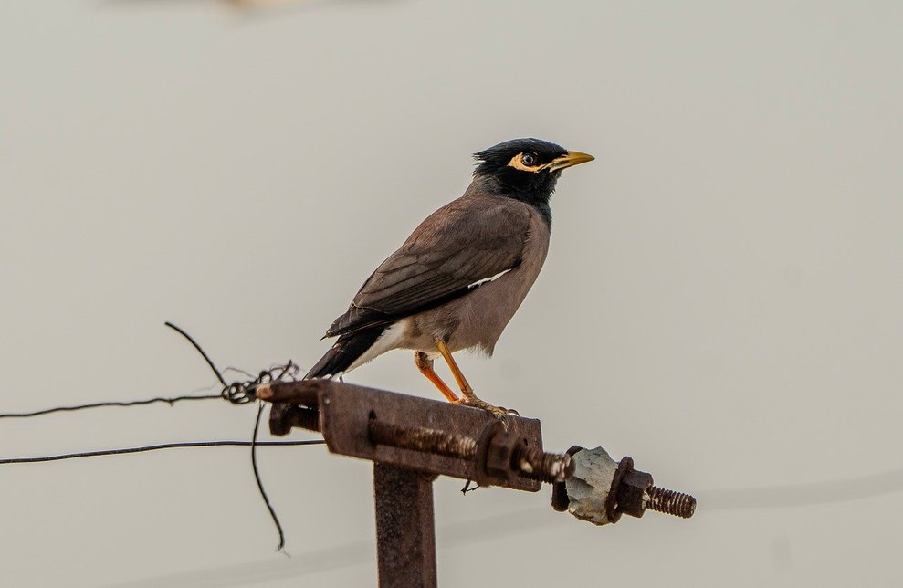 구관조 - 이미지