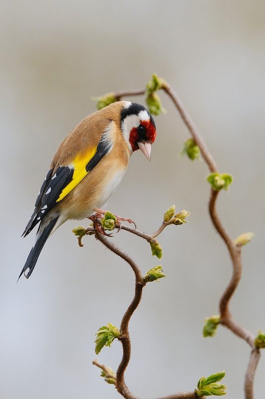 금화조 - 이미지