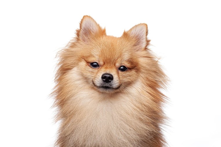 독일 스피츠 - 이미지