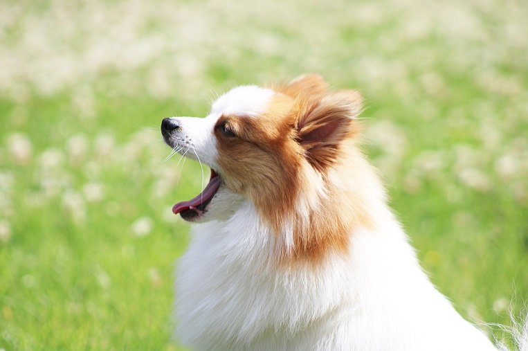 독일 스피츠 - 이미지