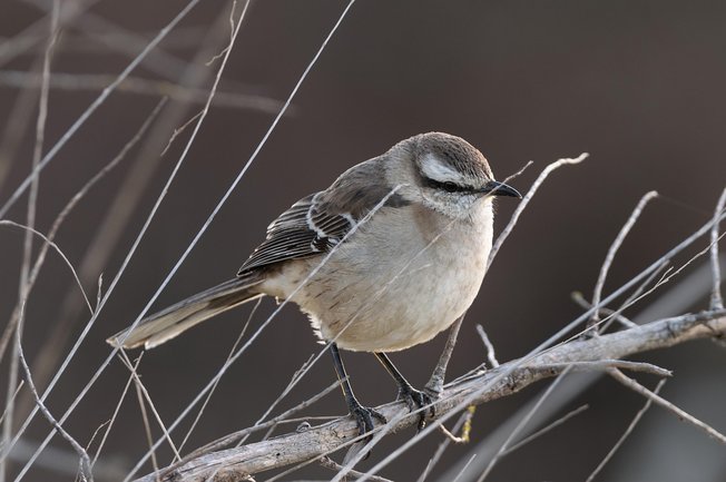 디지털 캘린더 - 이미지