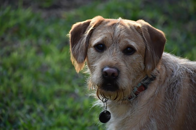 래브라두들 - 이미지