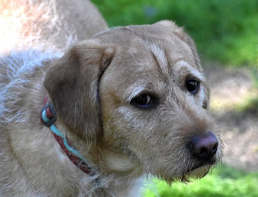 래브라두들 - 이미지