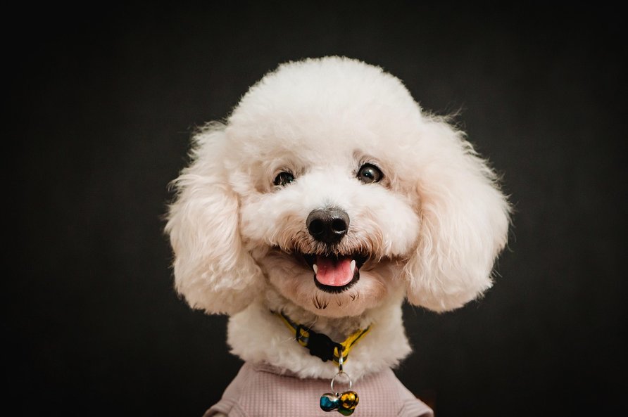 래브라두들 - 이미지