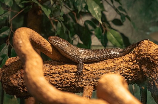 레드아이 아머드 스킨크 - 이미지