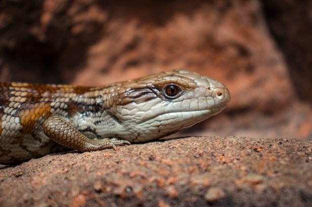 레드아이 아머드 스킨크 - 이미지
