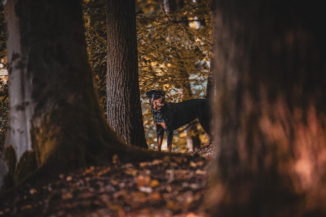 롯트와일러 - 이미지