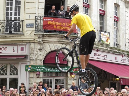 모르모트 - 이미지