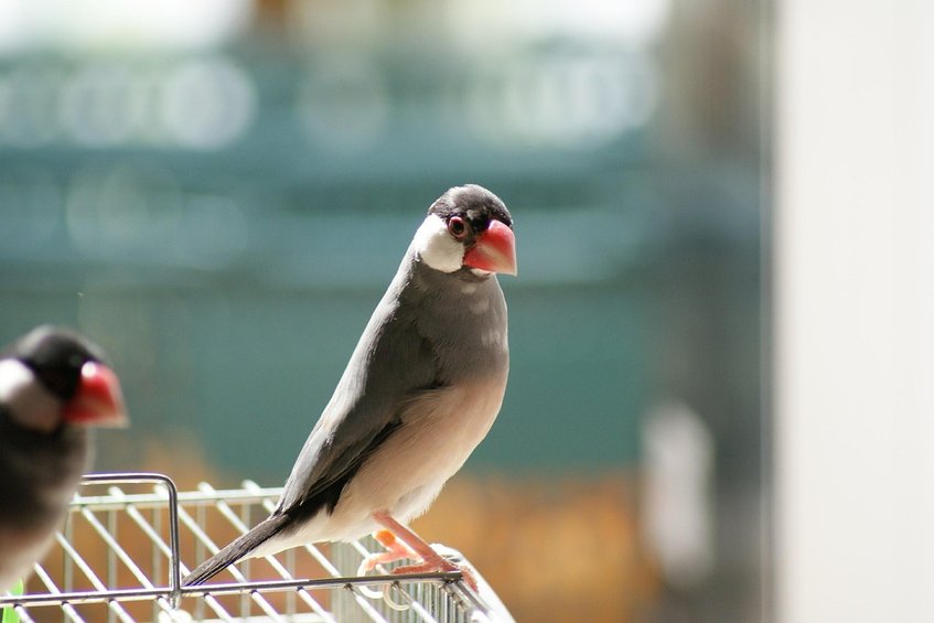 문조 애완 - 이미지