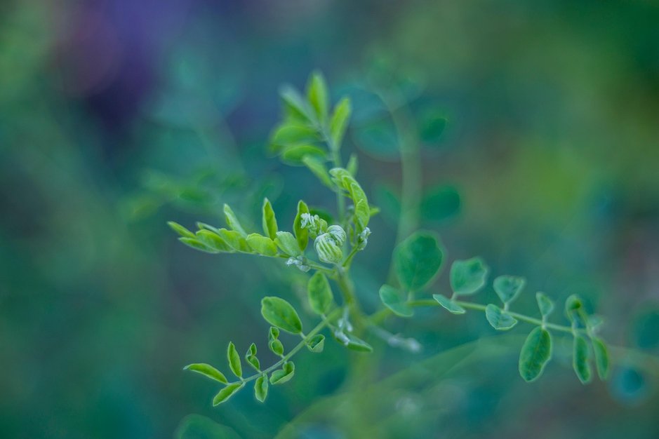 미꾸라지 애완 - 이미지