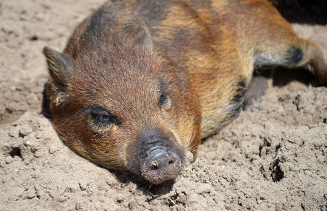 미니돼지 - 이미지