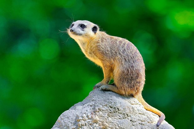 미어캣 - 이미지